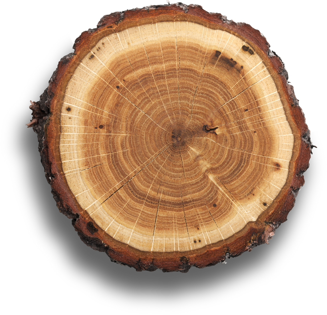 Log Cross Section Cut